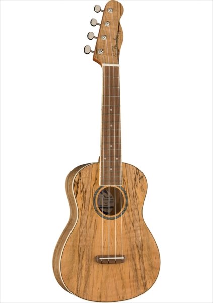 画像1: Fender　Zuma Exotic Concert Ukulele Natural Spalted Maple (1)