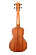 画像2: KALA　SATIN MAHOGANY CONCERT KA-C (KAC-WBAG20 06) (2)
